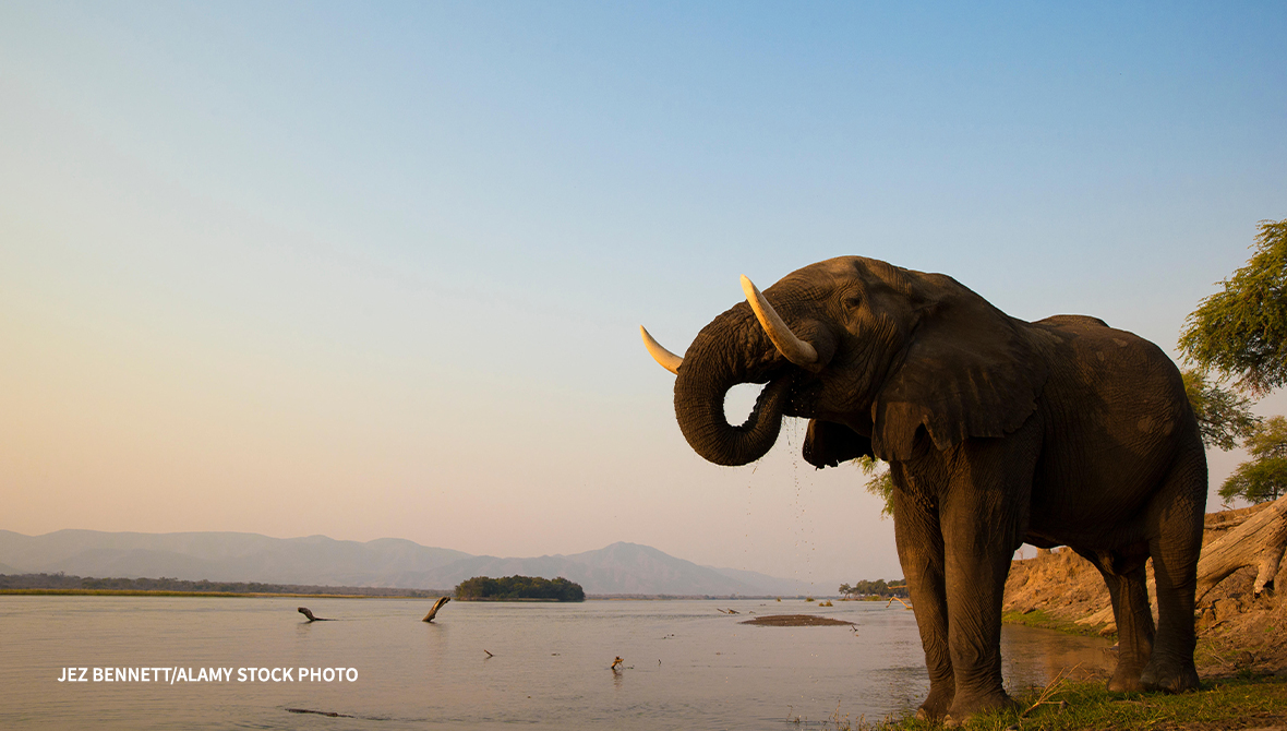 An elephant at the edge of a river.