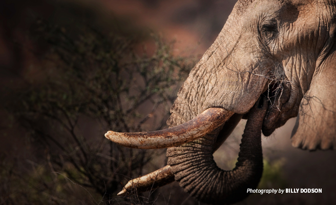 Close-up photo of an African elephant's tusk and trunk