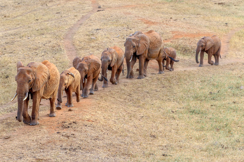 Elephant population in the Tsavo-Mkomazi Ecosystem increases | African