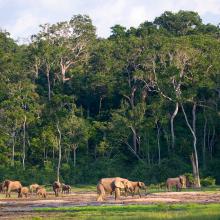 Group of African forest elephants in the forest edge in Central African Republic