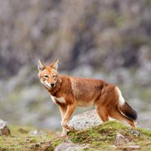 The Ethiopian wolf (Canis simensis), an endangered canid that lives on the Ethiopian Highlands.