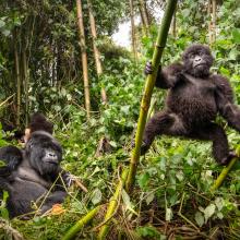 Gorilla mother and baby in Volcanoes National Park, Rwanda