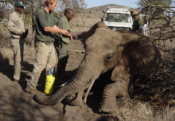 Elephants Fitted with GPS Collars to Track Movements in Tanzania ...