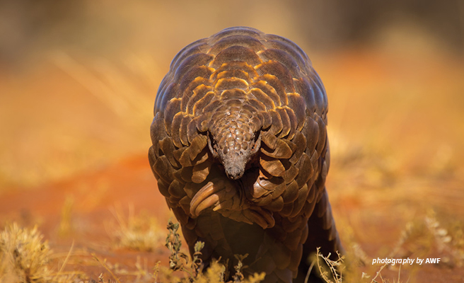 Pangolin in the wild