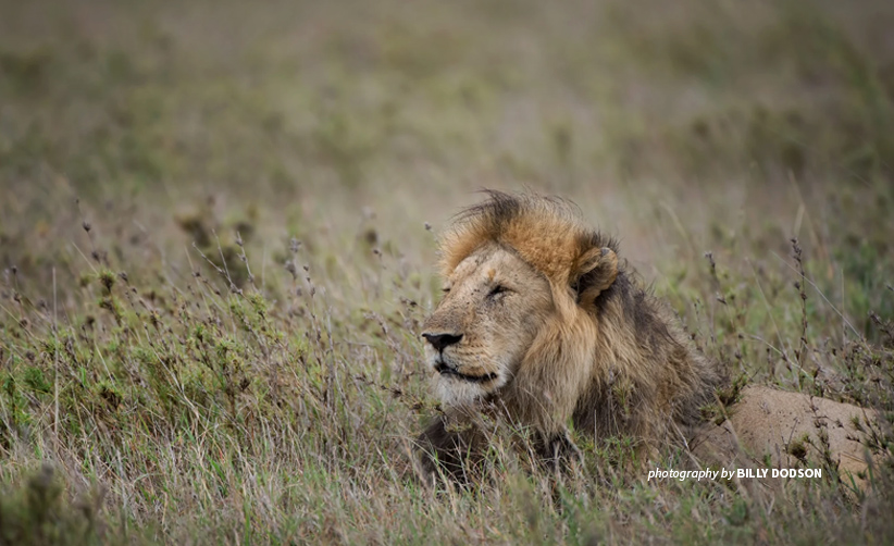 The Complexity of Lion Roars - Lion Recovery Fund