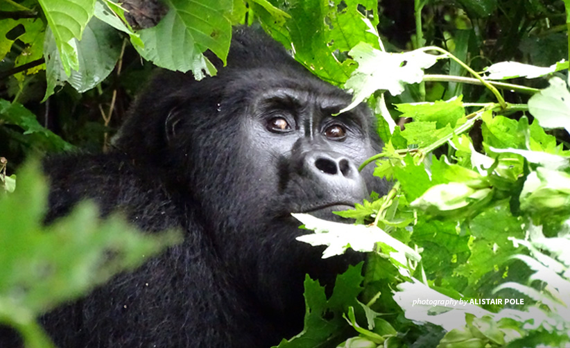 Champion of the gorillas: the vet fighting to save Uganda's great