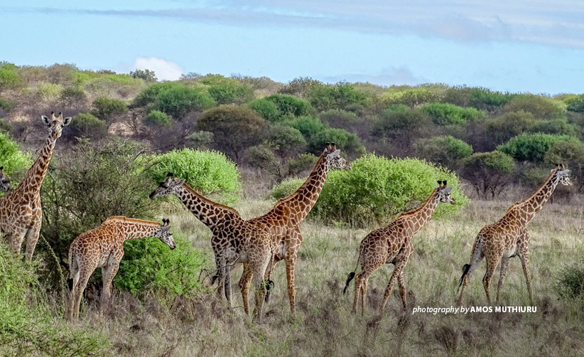 Kenyas Giraffes Slump Under Local Bushmeat Trade African Wildlife Foundation 