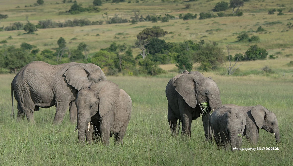 зеленый слоник скачать бесплатно - Индийский слон Африканский слон картинки - Зеленый Слон Клипарты
