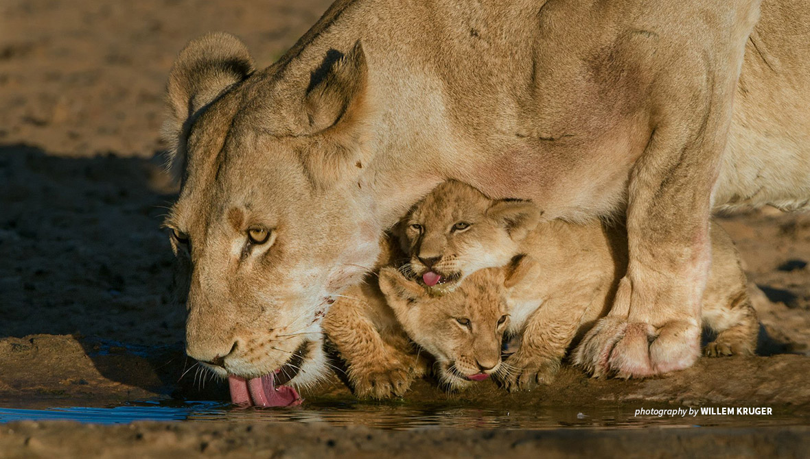 InternationalTigerDay: What big cat play can teach us about morality