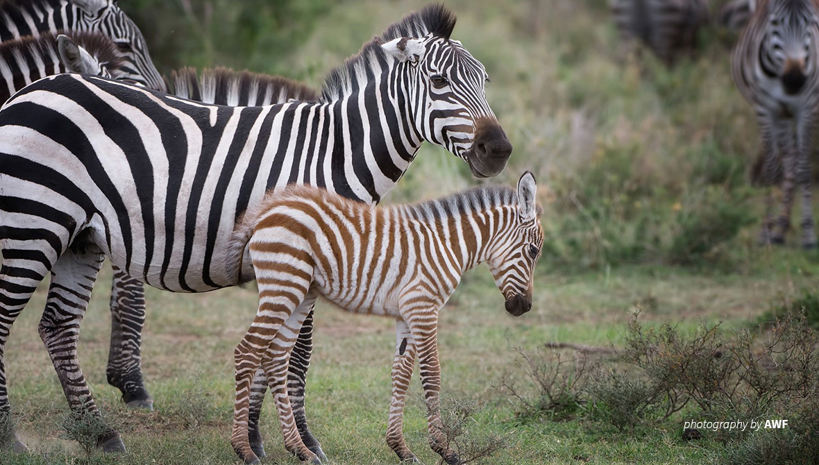 Are Zebras White with Black Stripes or Black with White Stripes