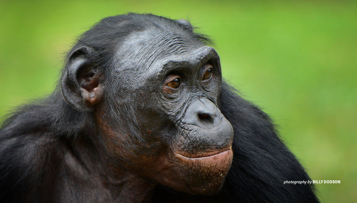 The endangered bonobo: Africa's forgotten ape