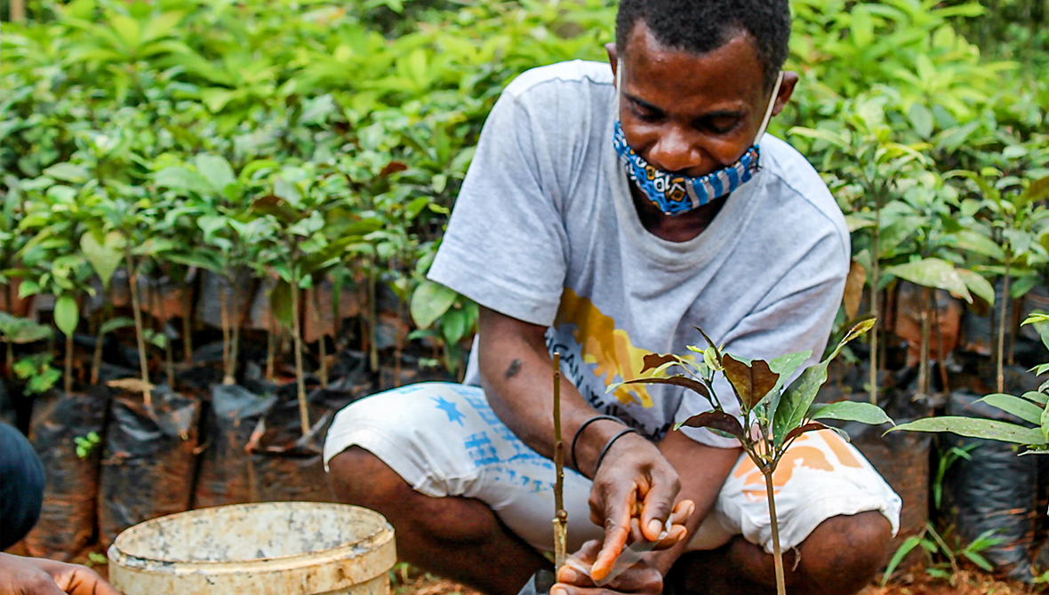 Agroforestry planting in Cameroon