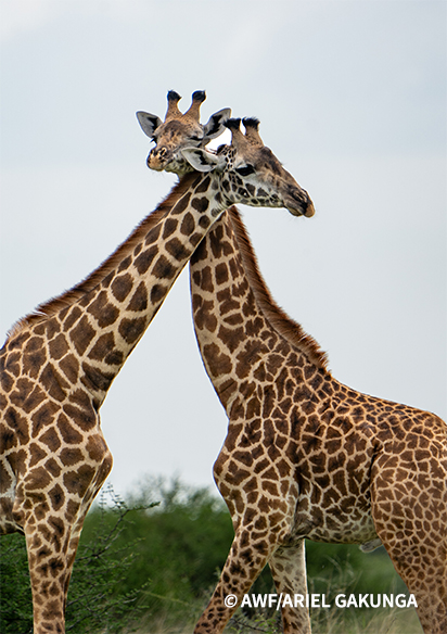 Giraffes intertwine necks.