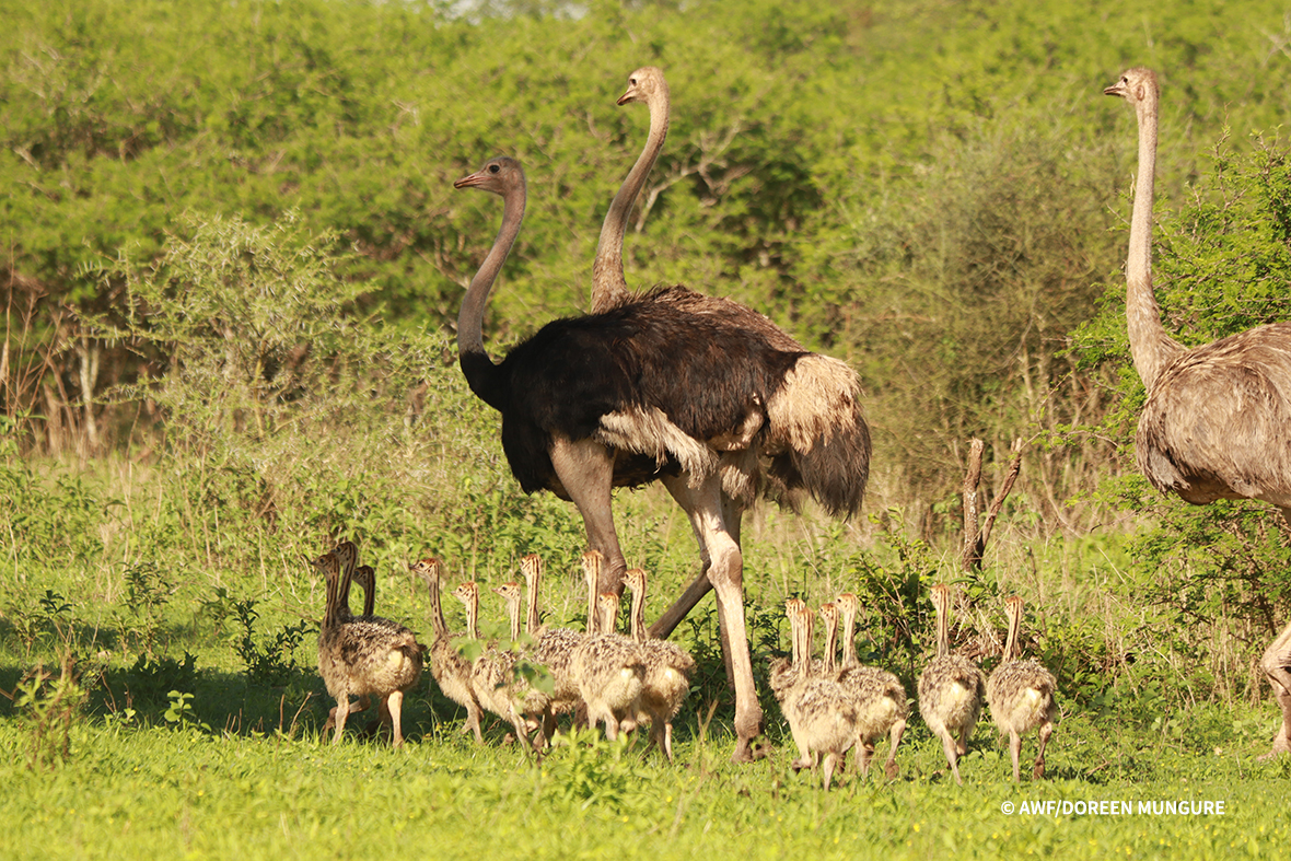 Ostrich with its young.
