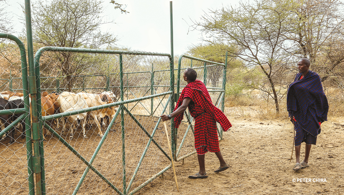 A herder encloses livestock in a green chainlink fence.