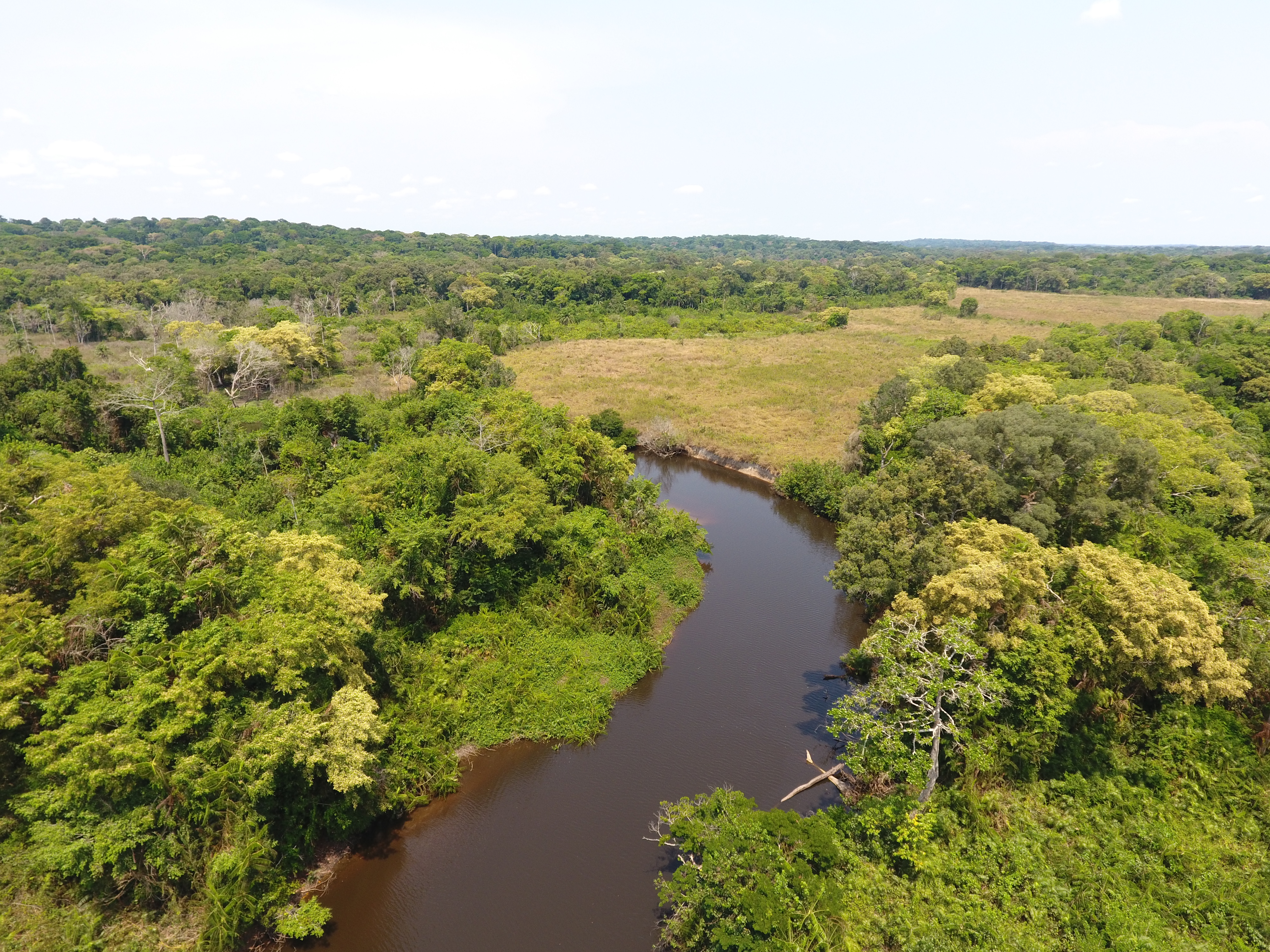 Bili Uele Forest Landscape