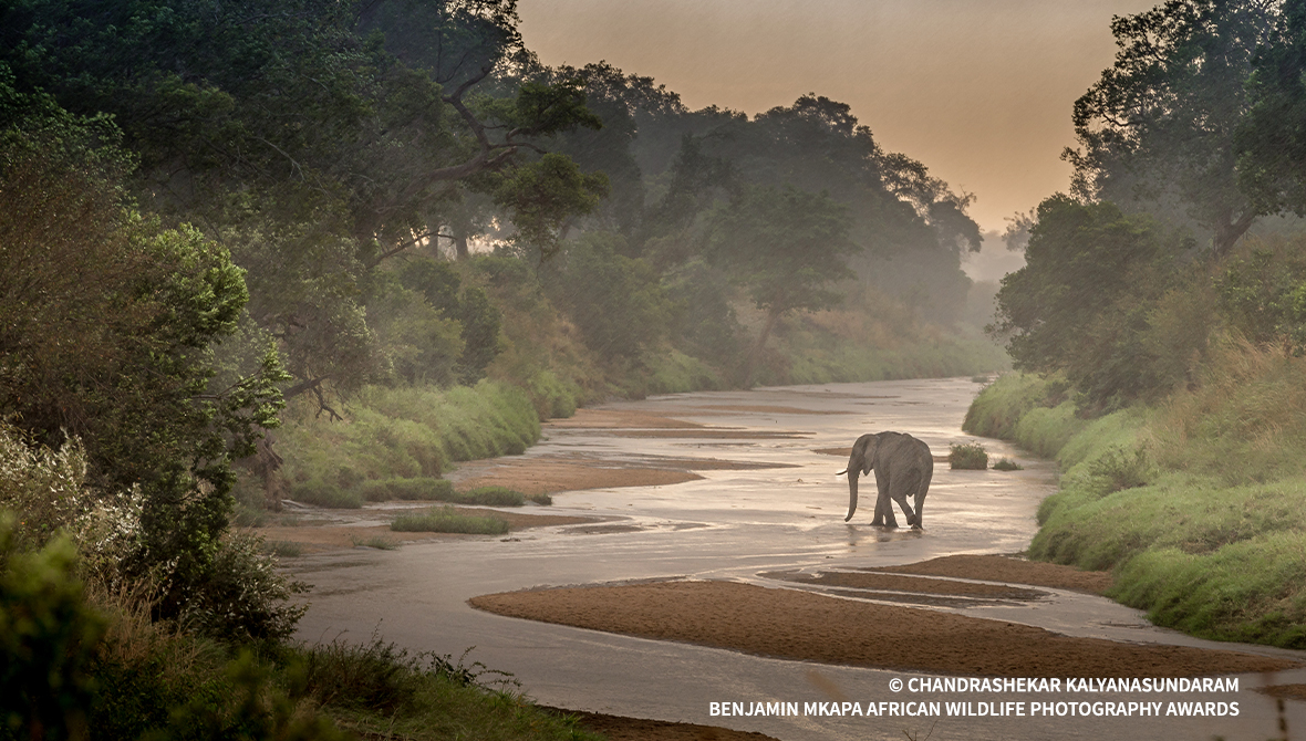An elephant wanders through a misty river landscape.