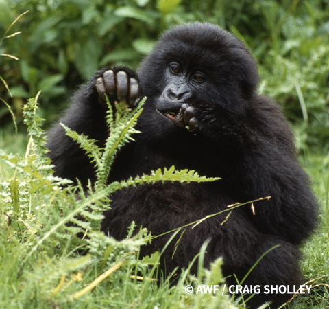 A young mountain gorilla eating thistle.