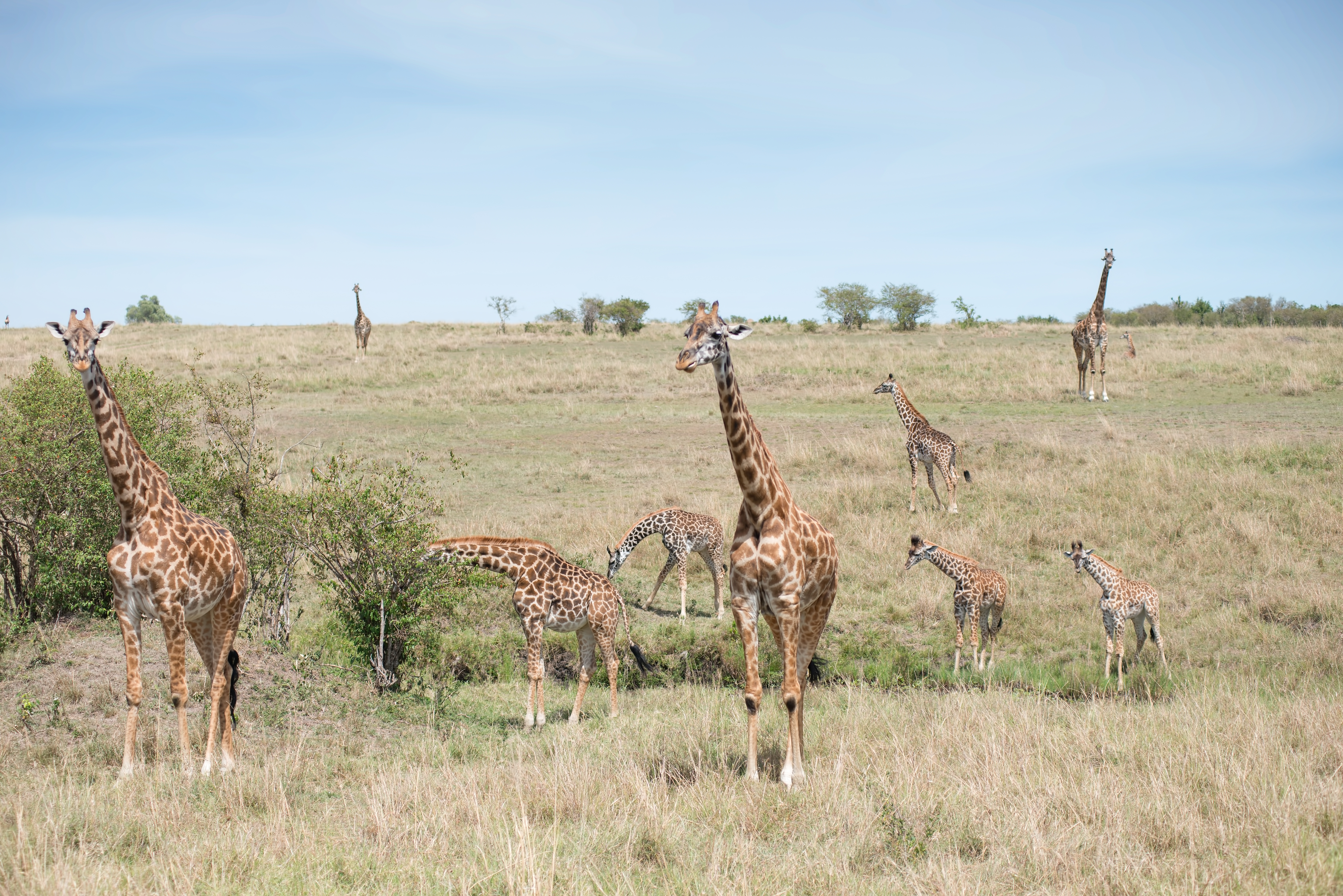 Giraffes in an African Landscape