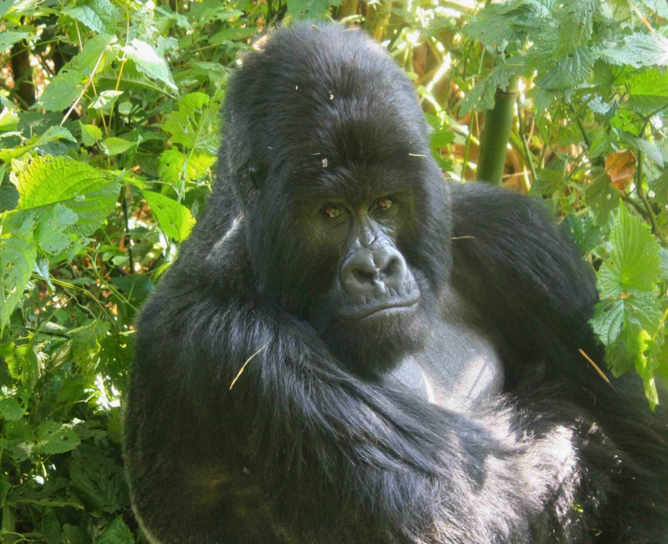 The late Bukima, the once-dominant silverback of the Rugendo mountain gorilla troop