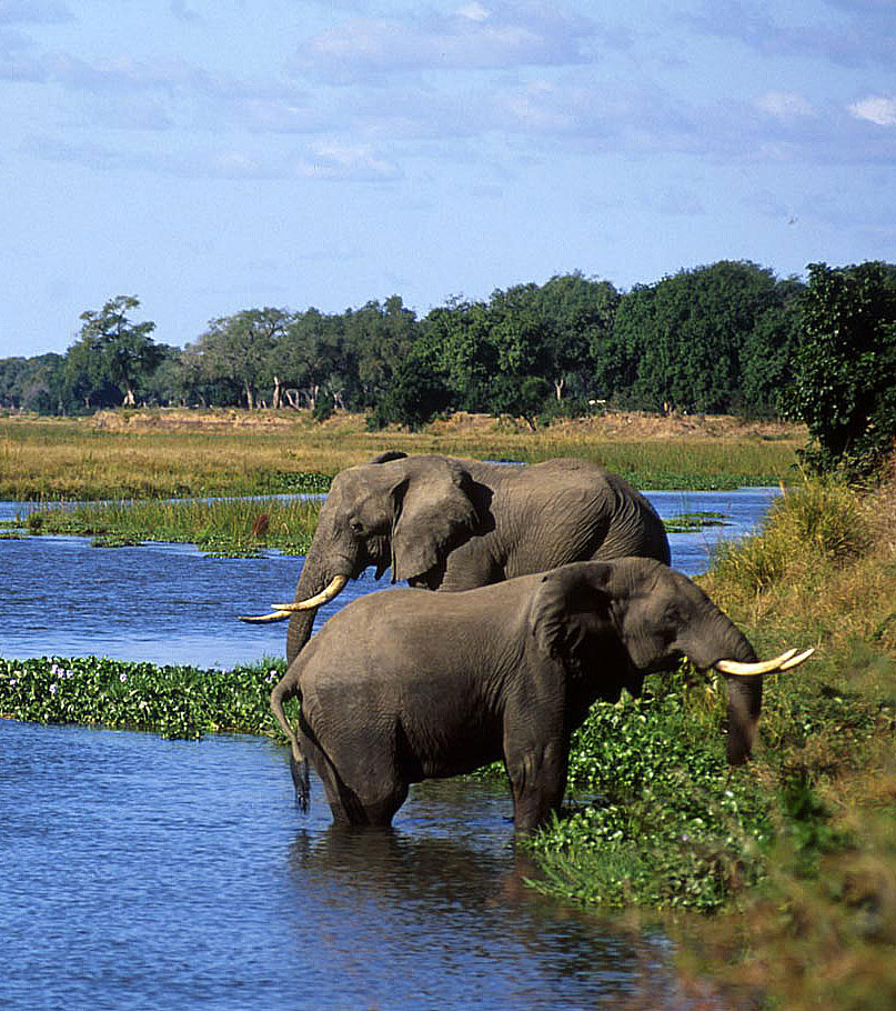 Zambezi River and elephants