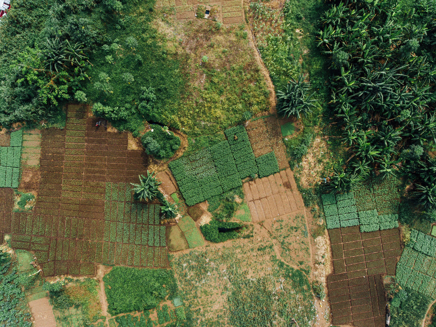 Rwanda Landscape