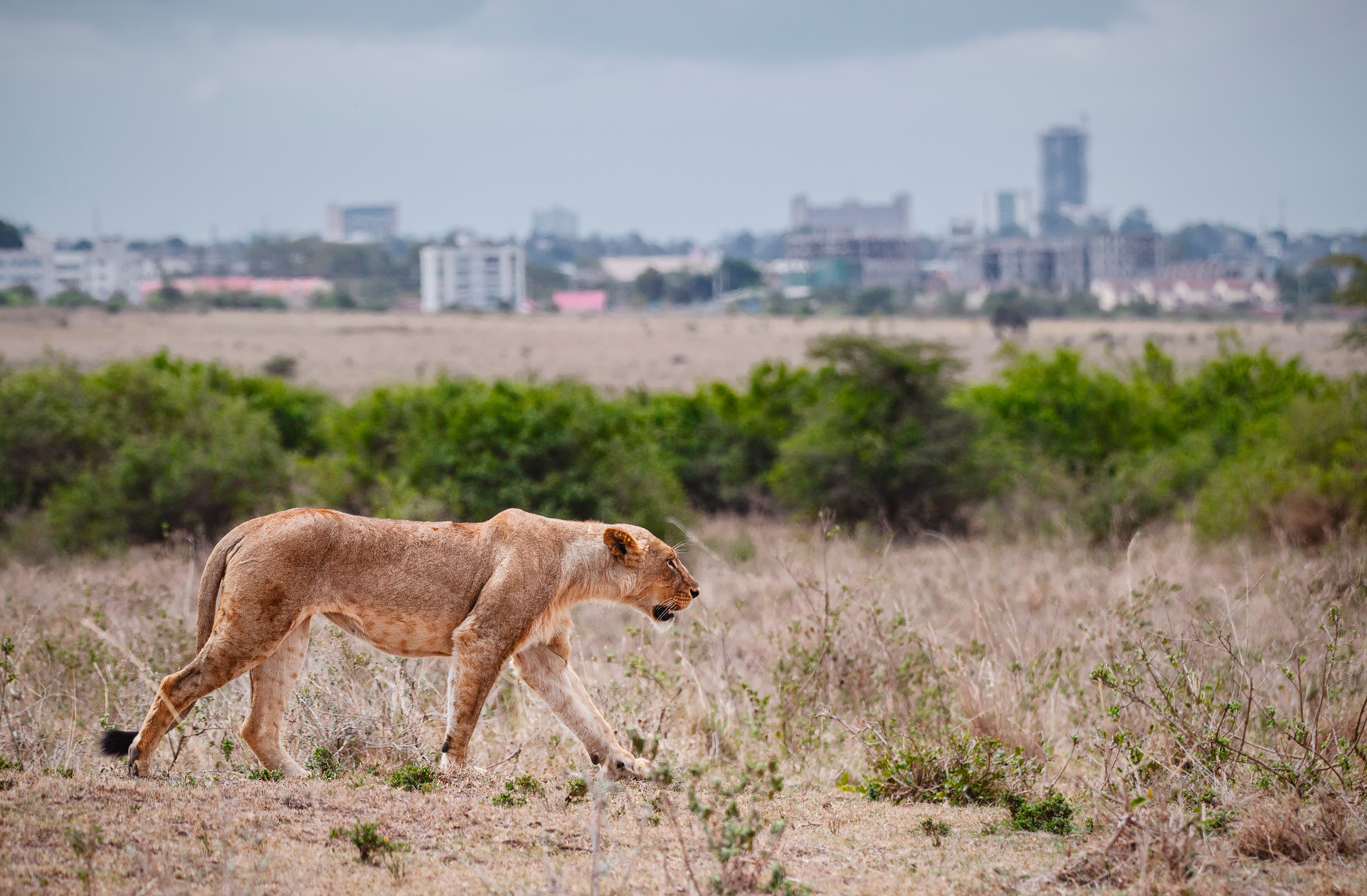 Lioness walking through Nairobi National Park