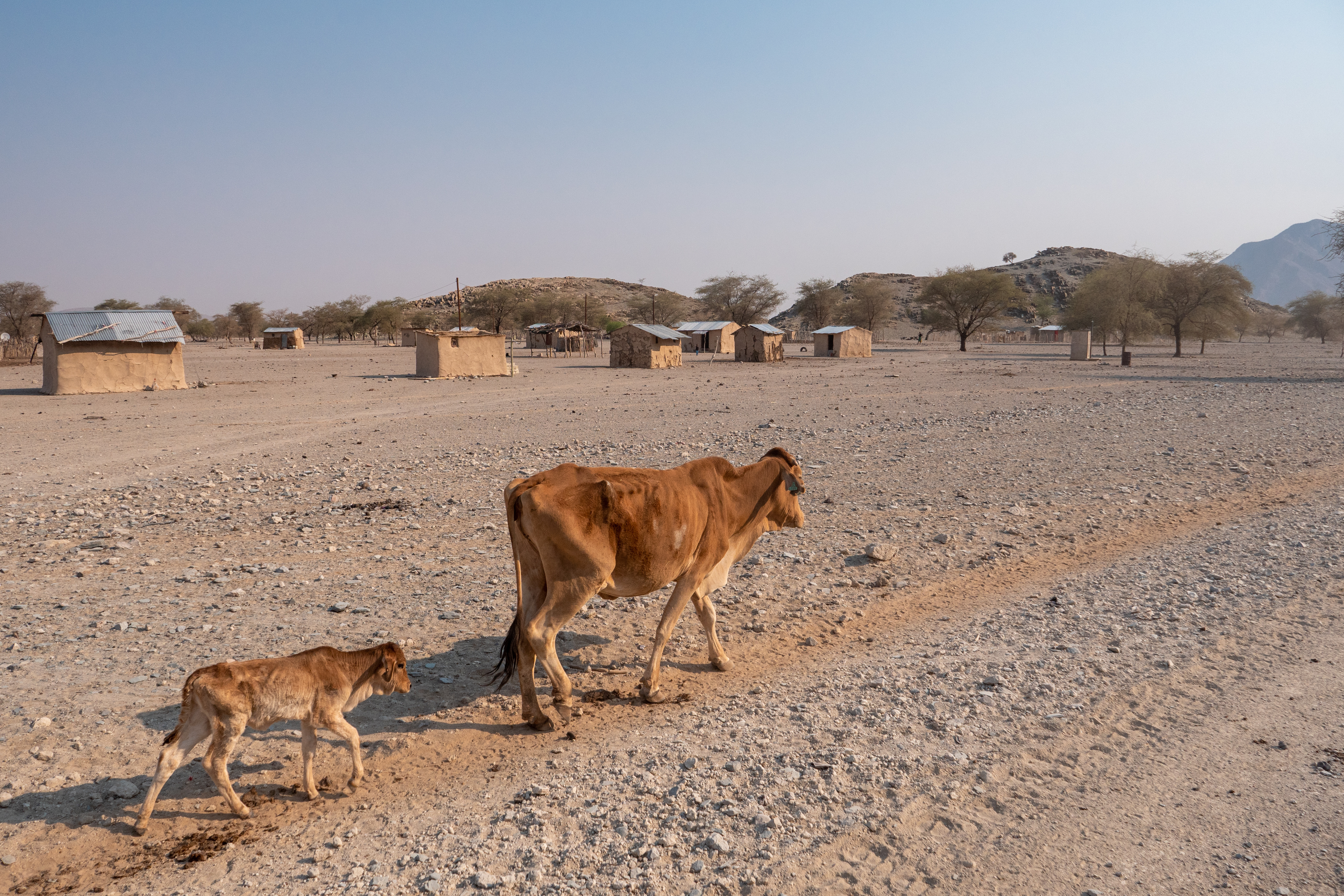 A picture of an emaciated cow and its calf walking by a village