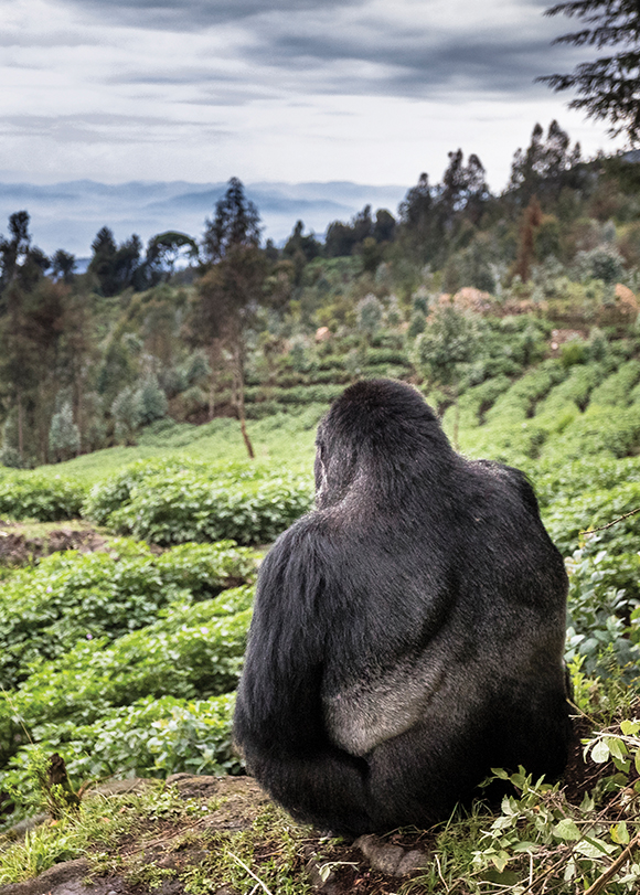 A gorilla faces a farm.