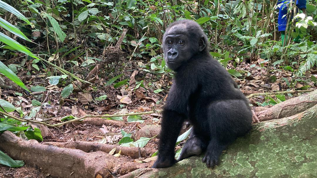 Rescued Gorilla, Dja