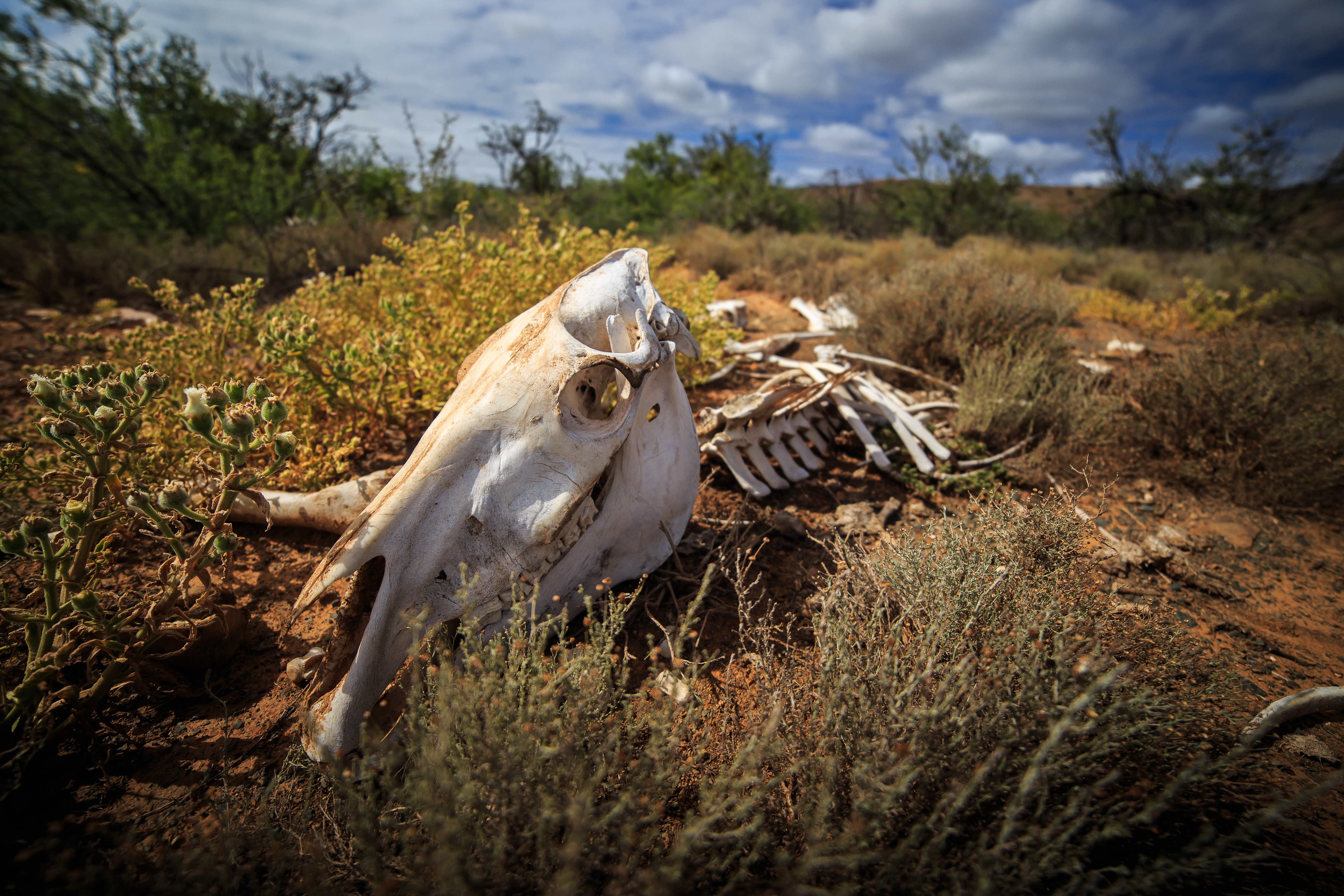 Mammal skull with skeleton in African plains