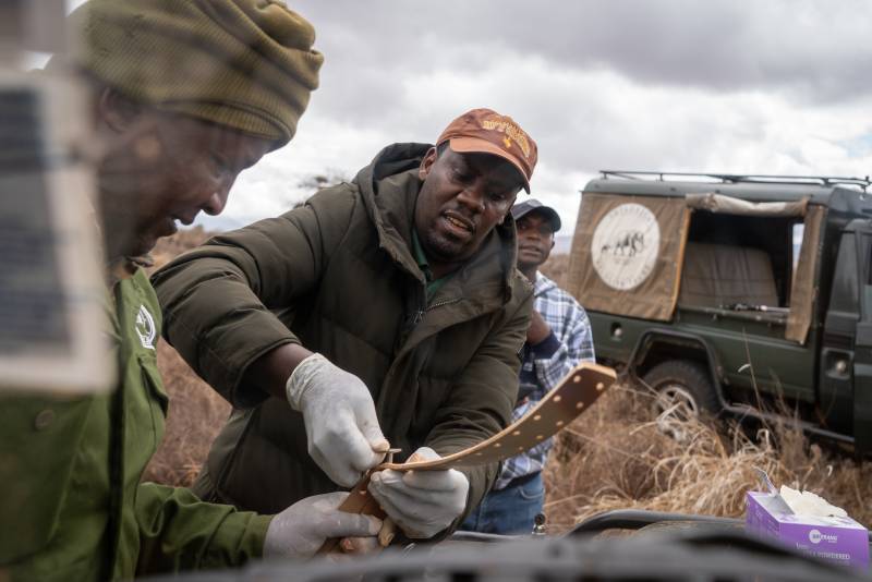 Lion Collaring in Tsavo