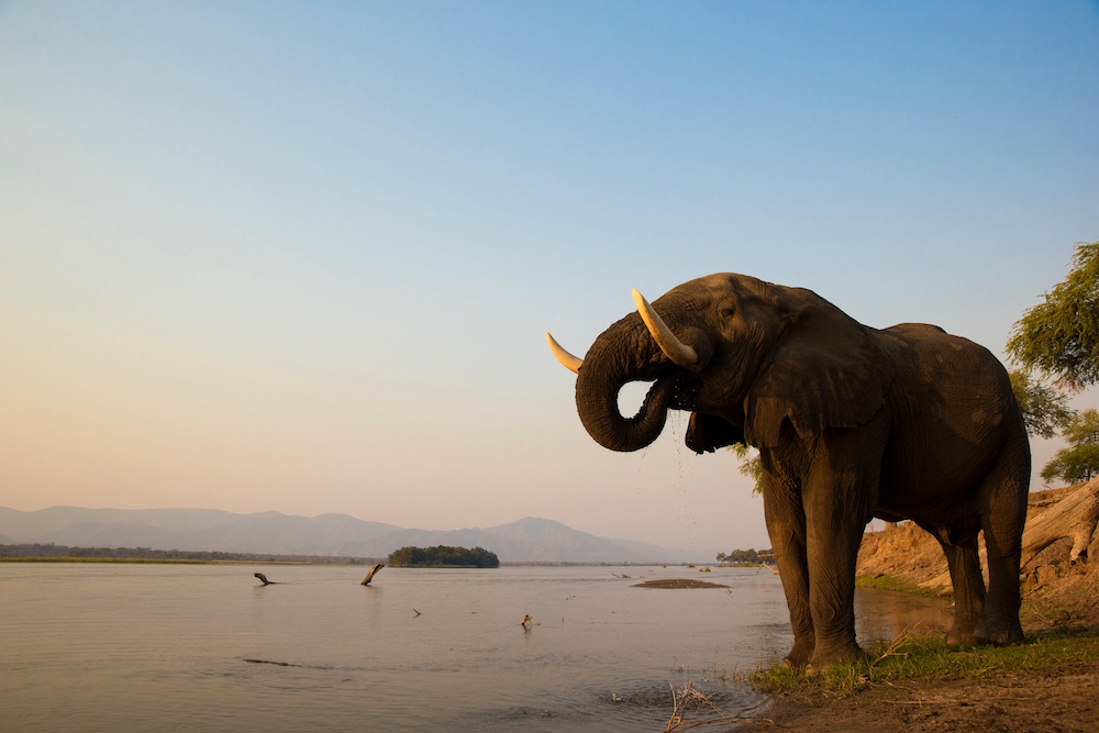 African Elephant on the river bank