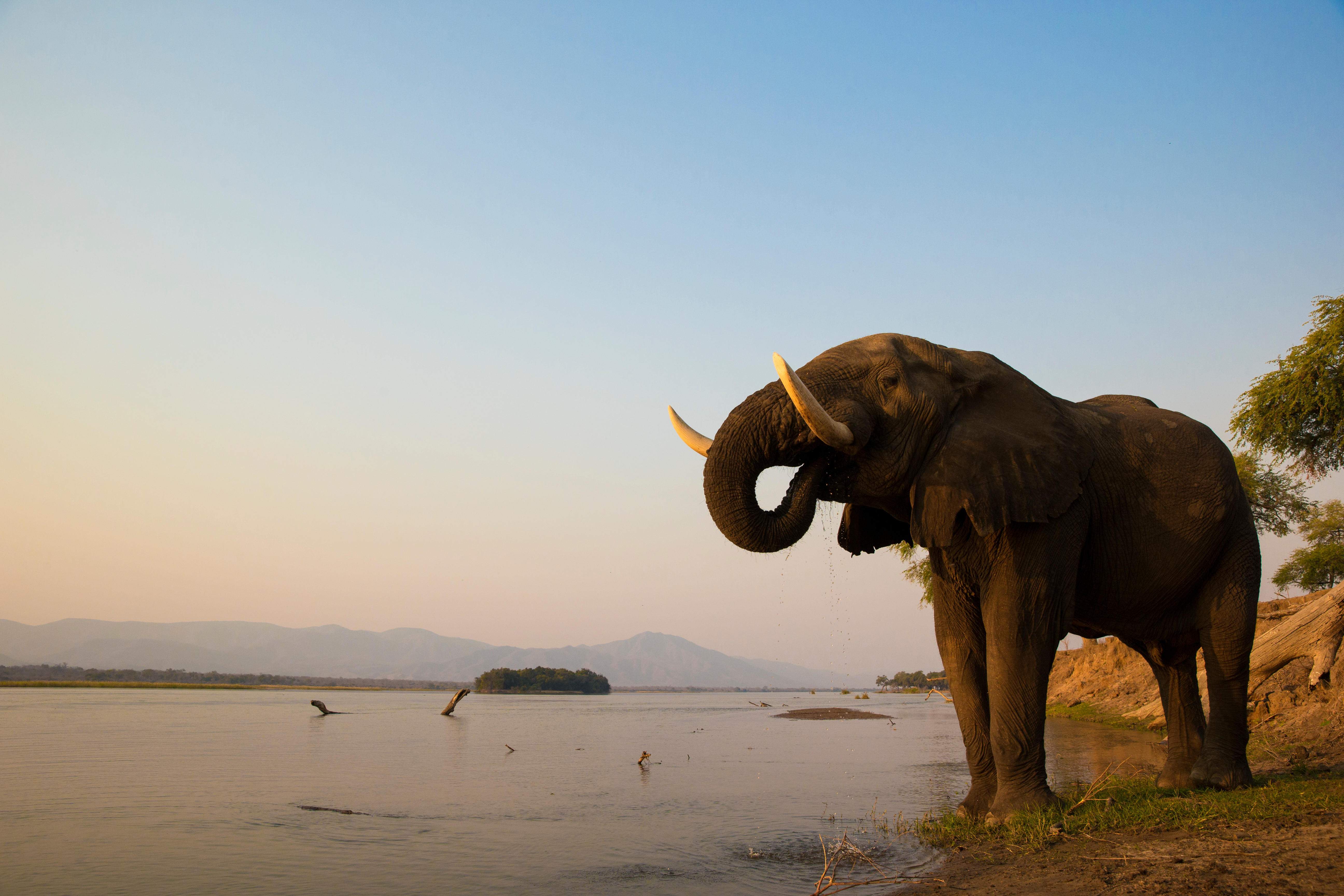 African Elephant on the river bank