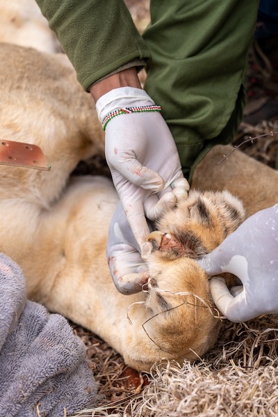 Lion Collaring in Tsavo