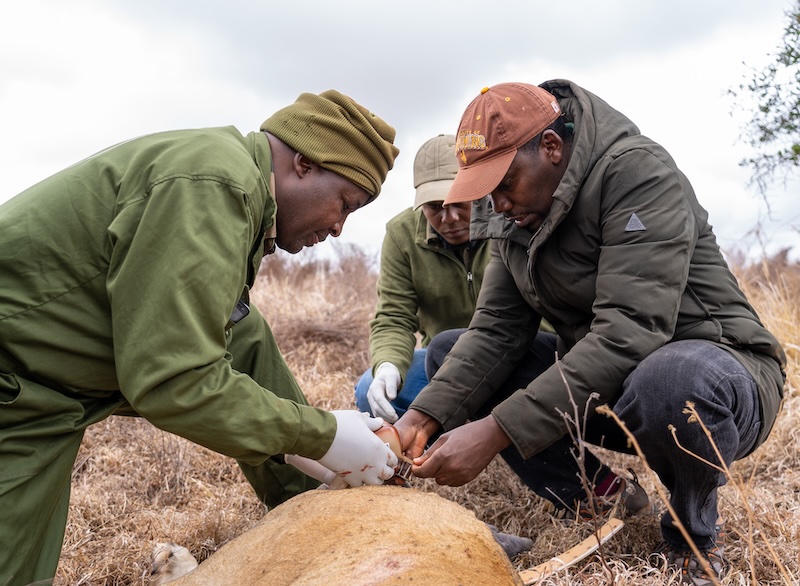 Lion Collaring in Tsavo