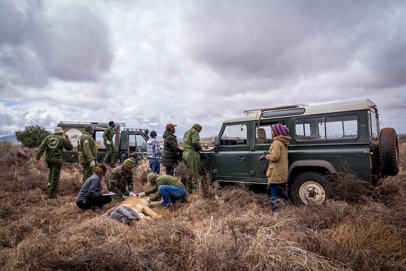 Lion Collaring in Tsavo