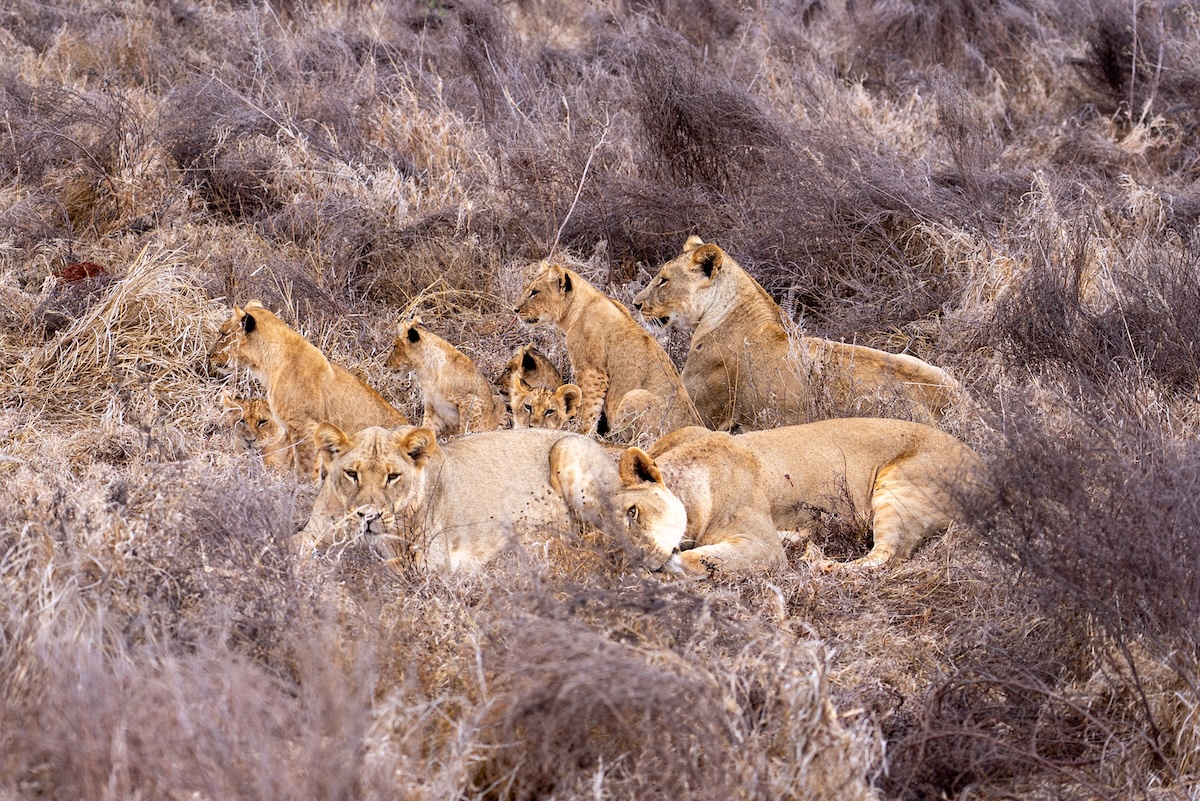 Lion Collaring in Tsavo