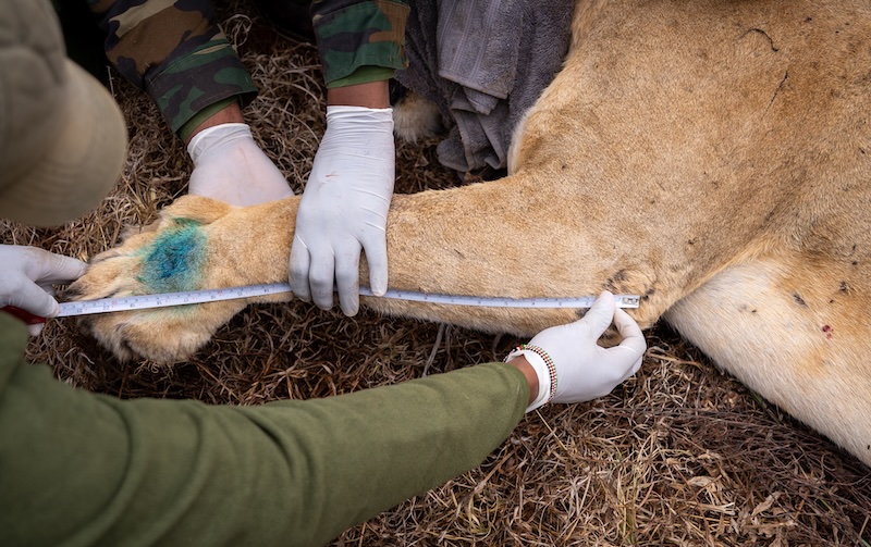 Lion Collaring in Tsavo