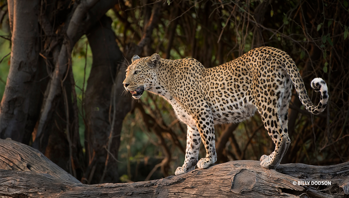 A leopard balances majestically on a large branch.