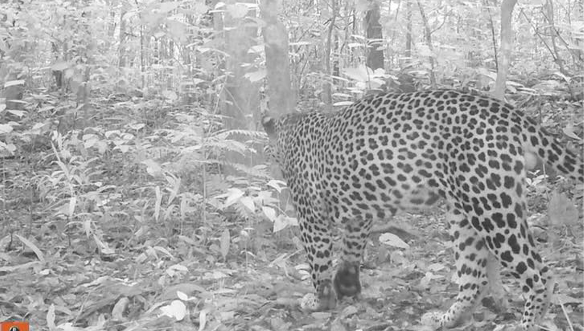 Black-and-white camera trap photo of a leopard in the woods.