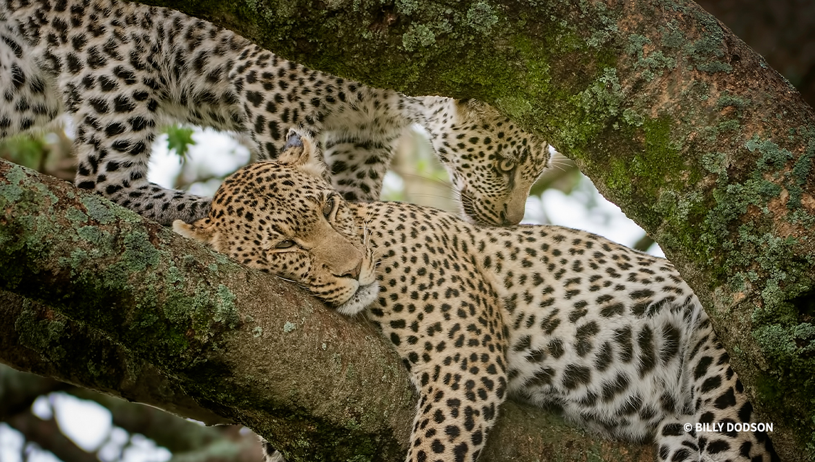 A leopard presses its snout against another leopard resting on a branch.