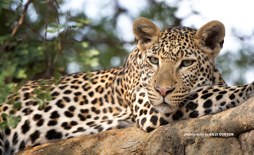 Close-up of a leopard in a tree