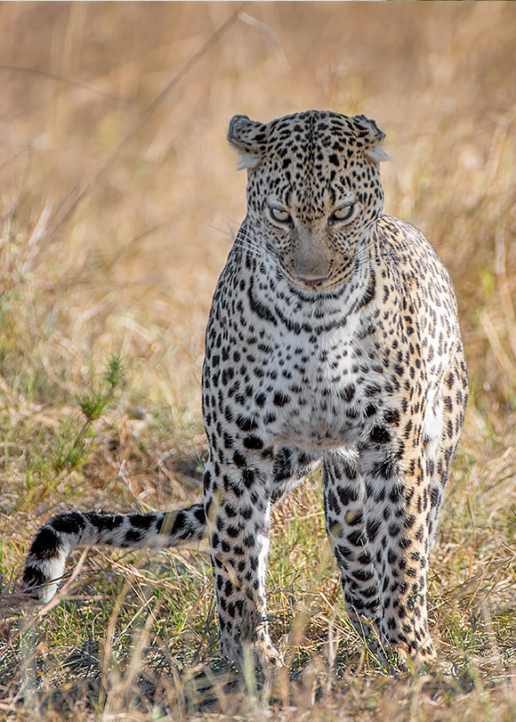 Portrait photo of a leopard standing in grass with a focused look on its face.