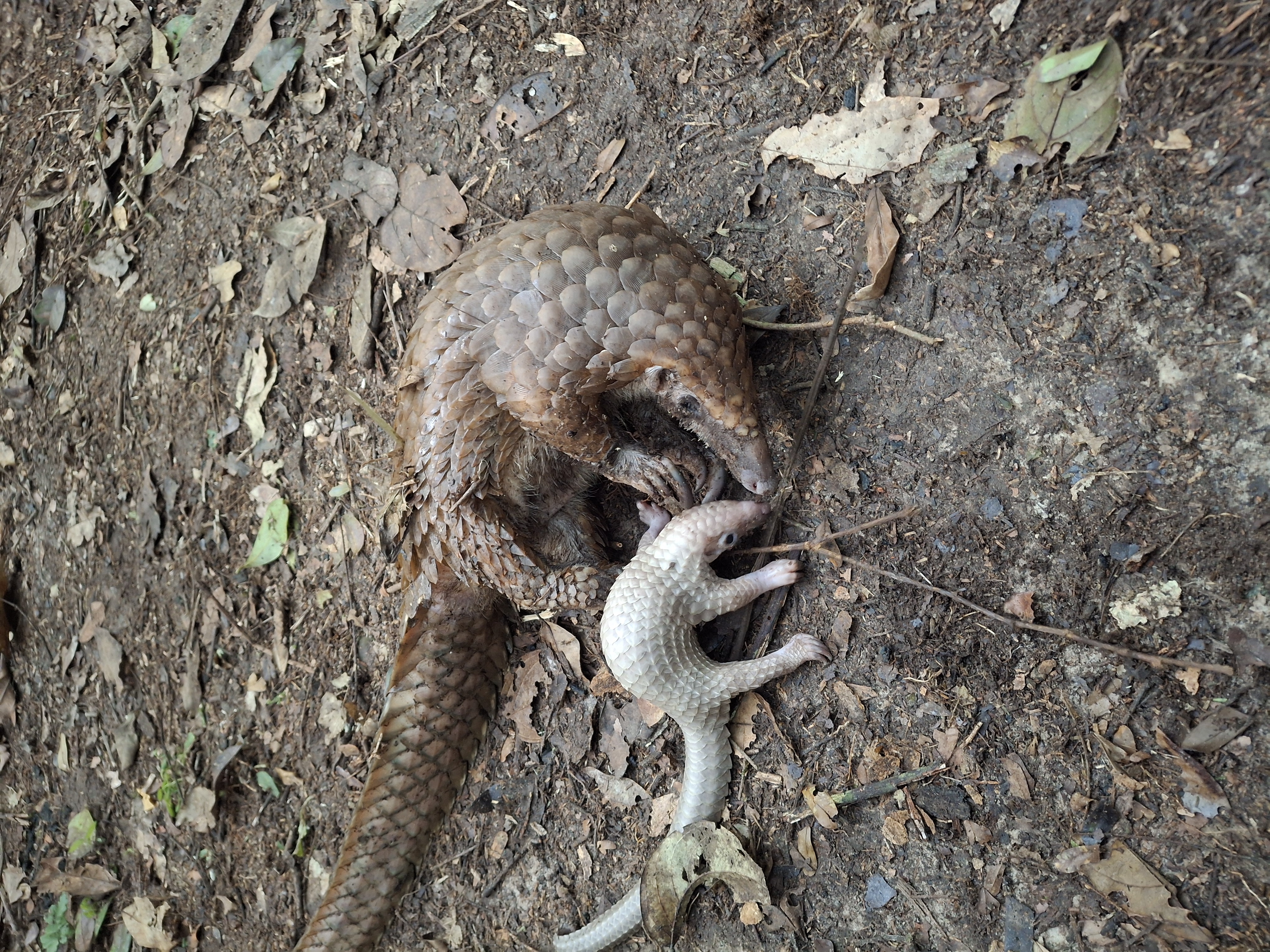 Rescued Mother and Baby Pangolins in October 2024