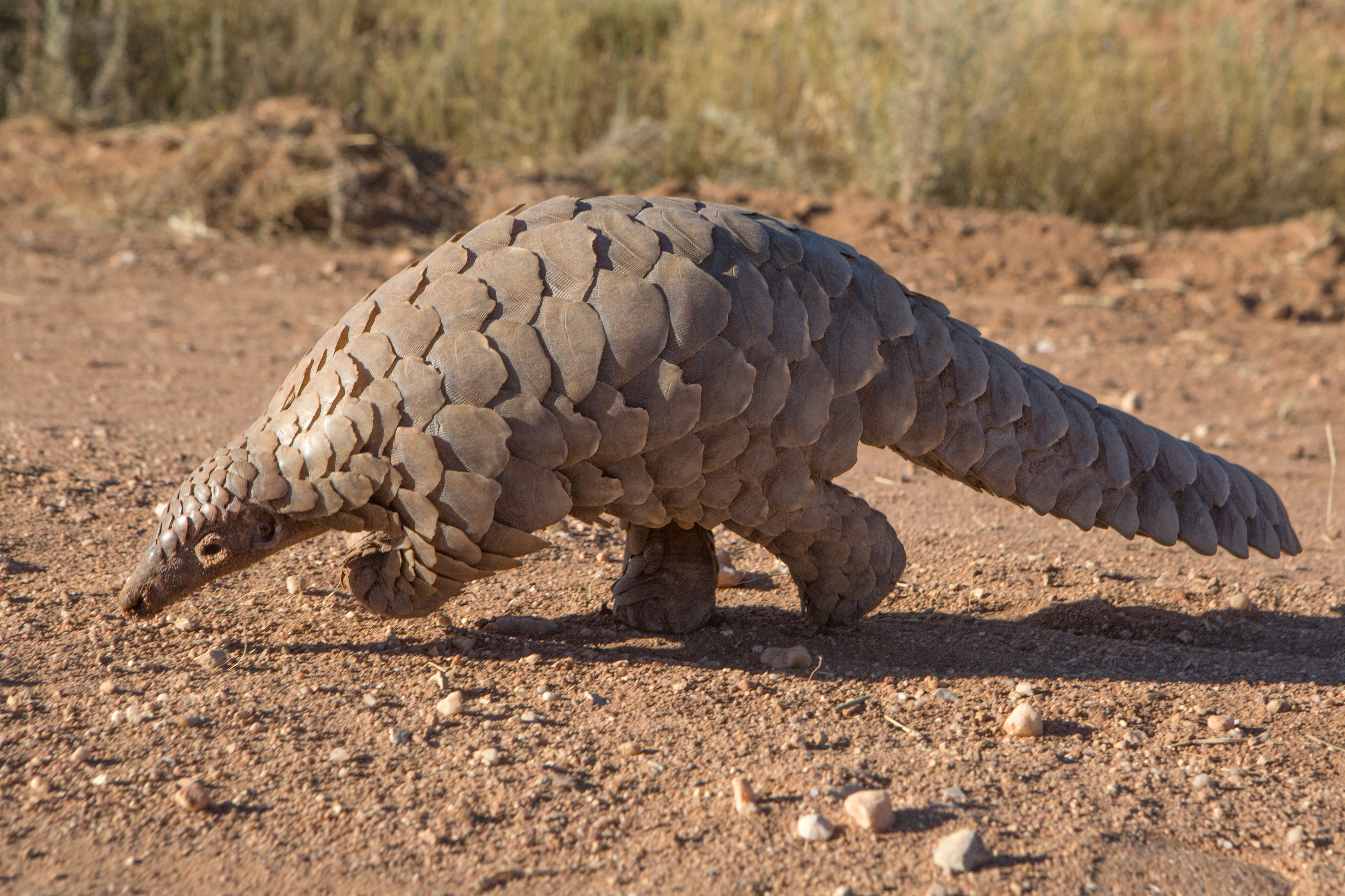 Protecting Pangolins from Poachers in Cameroon’s Dja Faunel Reserve