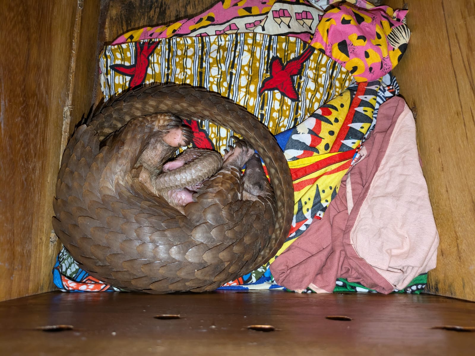 Rescued Mother and Baby Pangolin in January 2025