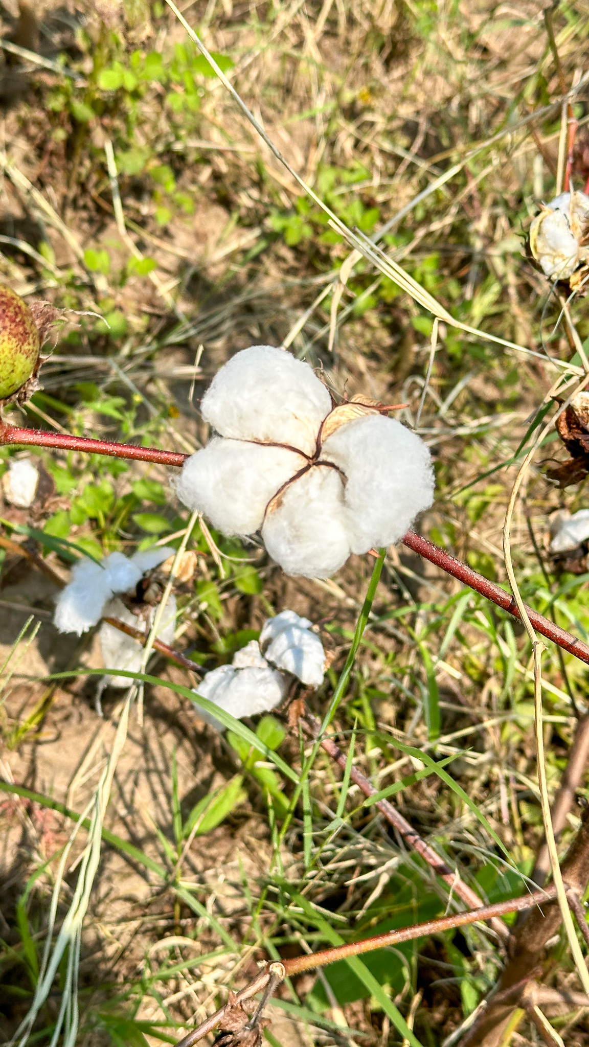 Photo of the cotton crop in the field 