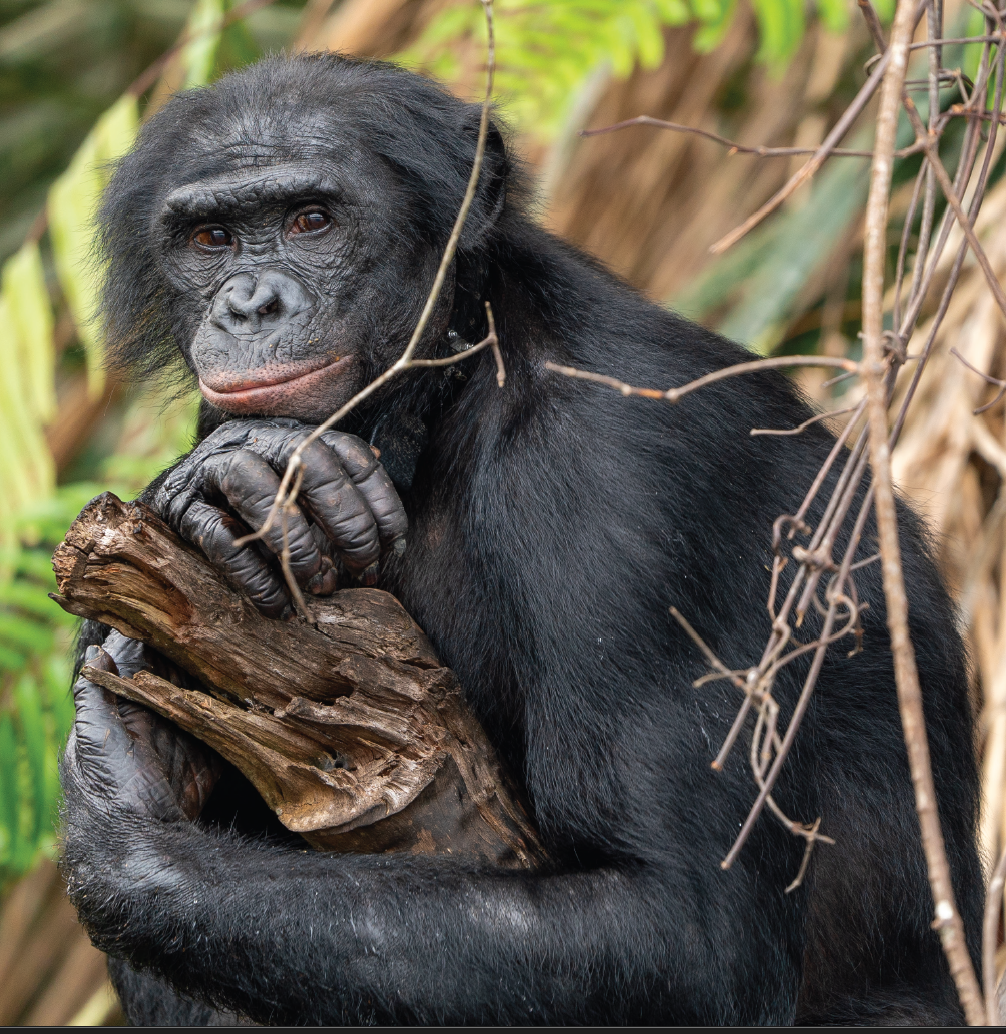 A Bonobo perched on a Tree branch 