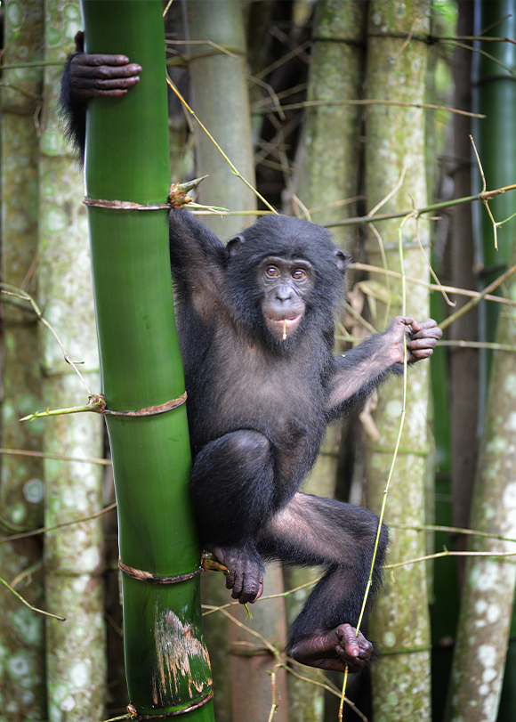 A bonobo hangs between bamboo trees.